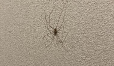 Spider ?