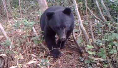 Gov't panel urges start of subsidized bear culls as attacks rise