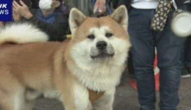 40 Akita Dogs To Parade Along Shibuya Street to Celebrate 100 years since the birth of Loyal Hachiko