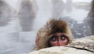 Best snow monkey experience in Japan?