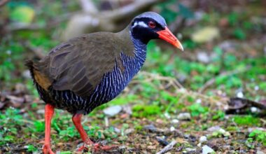 5 Endangered Living Monuments Only Found in Okinawa