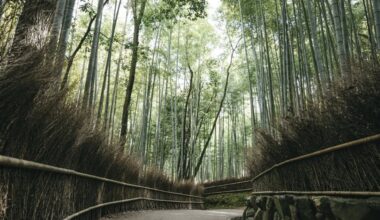 Kyoto merchants want city to install more trash cans to fight litter in Arashiyama