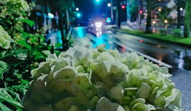 Rainy Night Hydrangea