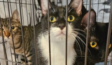 Help over 300+ Cats and Kittens at Cherubim Cat Shelter in Ginowan!