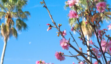 Today's Cherry Blossom in Yogi Park, Naha, Okinawa (2024-02-02) [OC]