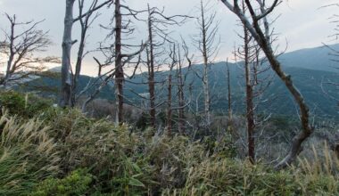 poisoned trees, Hakone 2023.08.20