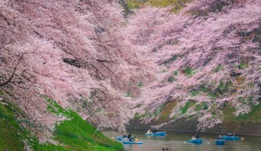 The official Japan cherry blossom forecast for 2024 is out now – Tokyo will bloom on March 23