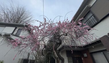 Random cherry blossoms in Tokyo