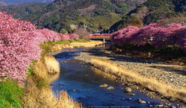 Chasing Early Bloom: Kawazu-Zakura Festival 2024