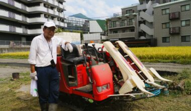 Farmer getting ready to harvest his rice crop