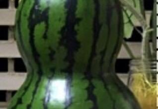 What kind of melon is this? I saw it on Naruto and looked it up to see if it’s real. Couldn’t get a name for it though.