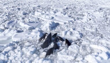 Around 10 killer whales trapped in drift ice off Hokkaido