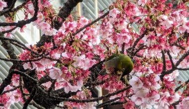 Early blooming cherry blossoms in atami