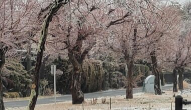 Karuizawa frozen trees