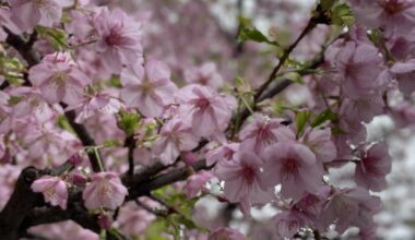 Kawazuzakura are in full bloom in Tokyo