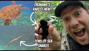 A Tropical Paradise of Snakes and Sea Turtles in Okinawa | Field Herping...