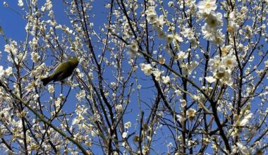 Mejiro on Plum Blossoms, Tokyo