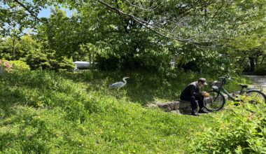 life and lives at Kamogawa, Kyoto