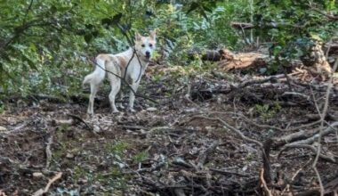 Found dog (with collar) on hiking trail, not sure what to do.