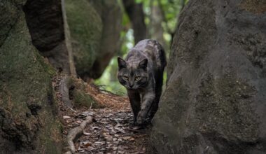 A wild cat strolling in Onomichi