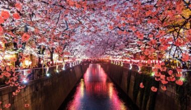 Tokyo’s Cherry Blossom Boom Forces Tour Operators to Adjust