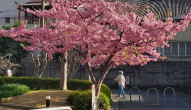 When do you guys think sakura will be over? I want to go sakura watching this year as well but dont have much time on the next weekend. I saw this tree and I thought it would be early this year. and now I wonder if I should take a day off to not miss it.