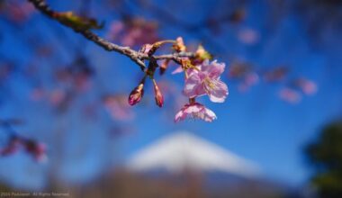 A Serene Encounter: Cherry Blossoms and Mt. Fuji at Ideboku Dairy Farm