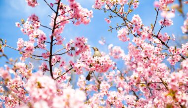 Where to see winter cherry blossoms in Tokyo this weekend