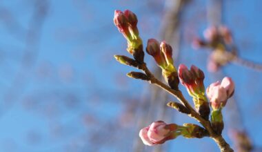 Cherry blossoms in Tokyo are arriving later than forecast this year due to the sudden cold snap in the past week