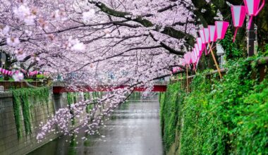 Finally! Japan Meteorological Agency announced the 2024 sakura season in Tokyo has officially begun 🌸🌸🌸