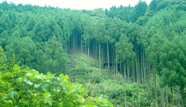 Feeling the trees shivering: endangered environmental knowledge in northern Kyoto | Kyoto Journal