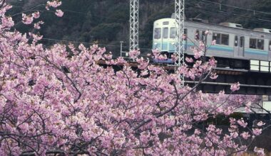 Kawazu Sakura Matsuri