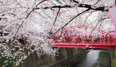 Tokyo’s cherry blossoms are set to start blooming this Sunday 🌸