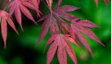 New Japanese maple leaves in the spring. 😍 もみじ🍁
