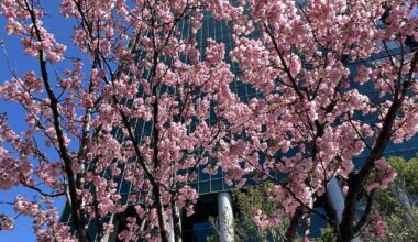 Slowly starting to blossom 🌸 - taken today in Roppongi (Tokyo)