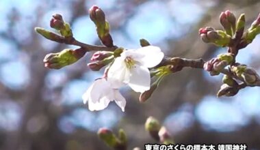 Cherry blossoms bloom in Tokyo announced half a month later than last year, slowest in 12 years