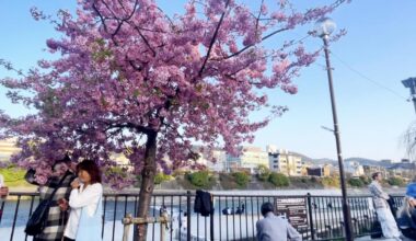 Cherry blossoms at Kamogawa river side