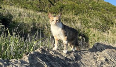 Photogenic cat in Jogashima