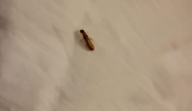 What is this bug?