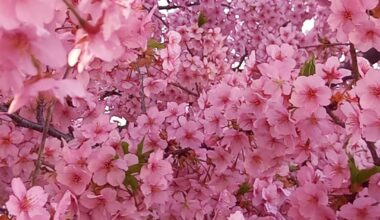 Sakuras started to blossom in Kyoto.