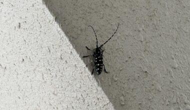 What kind of bug is this