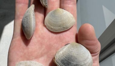 What kind of clams are these?