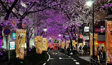 Shibuya’s last year sakura season