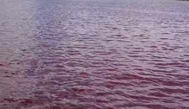 Cooling water from Orion beer factory leaked into Nago fishery harbor, it's whole lotta red