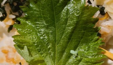 Can anyone identify this green leaf?