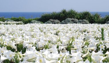 If you are wondering where to visit during Golden Week in Okinawa, Lily festival of Ie island maybe a good place. Over 1 million lilies of 100 varieties blooming in the Lily Field Park. You can enjoy the breathtaking scenery and sweet fragrance of the lilies. There is free shuttlebus from Ie port.