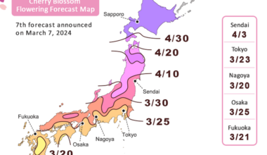 Kyoto Sakura forecast 2024