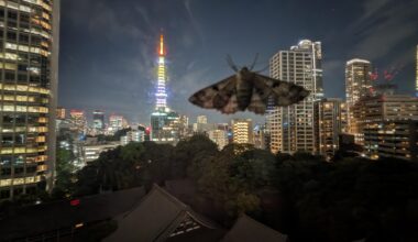 Anyone else see mothra flying around the tower tonight?