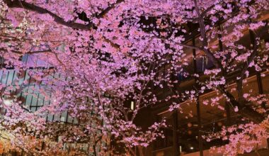 Sakurazaka/Shibuya