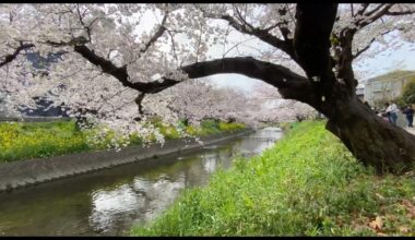 Sakura Festival | Gojo River | Iwakura City | Aichi Prefecture